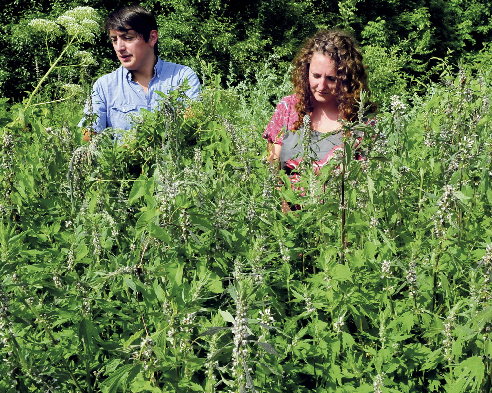 Adam and Rosa Rosario harvest mother wort herbs at the family-run Blessed Maine Herb Farm.