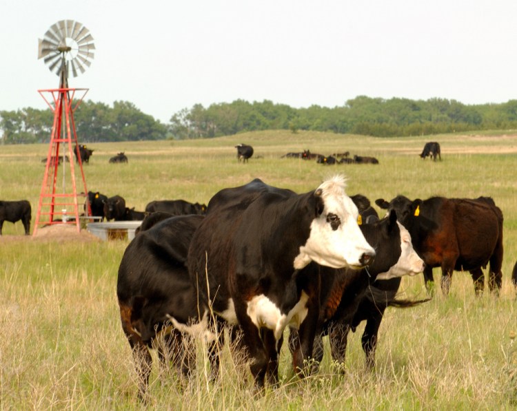 This June 18, 2009 file photo shows cows grazing in Rock County, Neb.