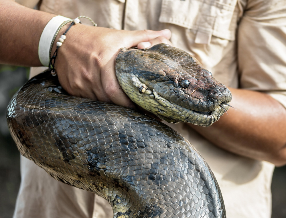 An anaconda is held in captivity.