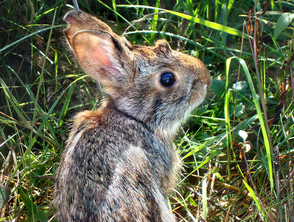 Wildlife officials say the New England cottontail rabbit could soon face extinction, due to diminishing shrublands across the Northeast.