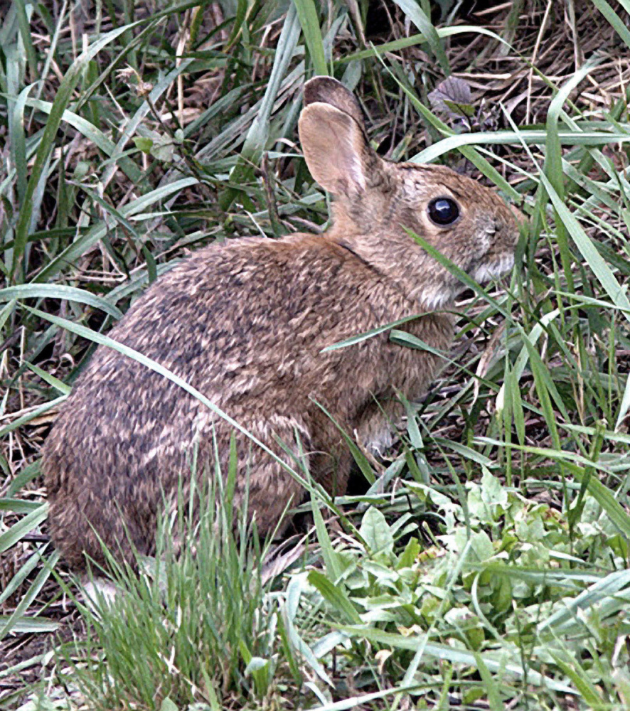The New England cottontail depends on low-growing shrubs in younger forests to survive. It’s on the endangered species lists of Maine and New Hampshire and is extinct in Vermont.