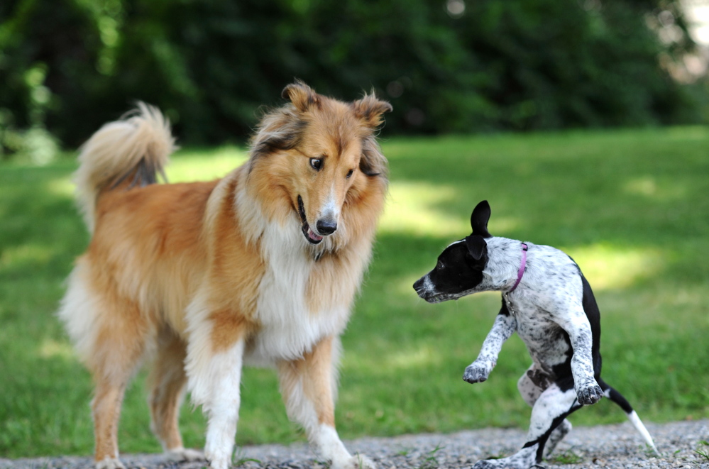 Two dogs show agitation as they meet. A new study that examines jealousy as displayed by dogs may mark an important shift in the way scientists study one of humanity’s most baffling emotions.