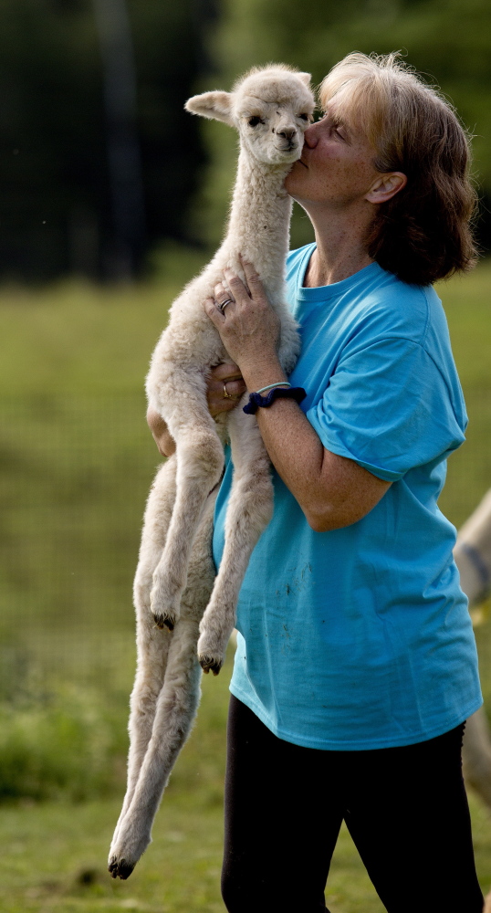 Stacey Whitton nuzzles a less-than-1-day-old alpaca at Abbott Farm Alpacas in Cumberland. Whitton owns the farm with her husband, Tom Munroe.