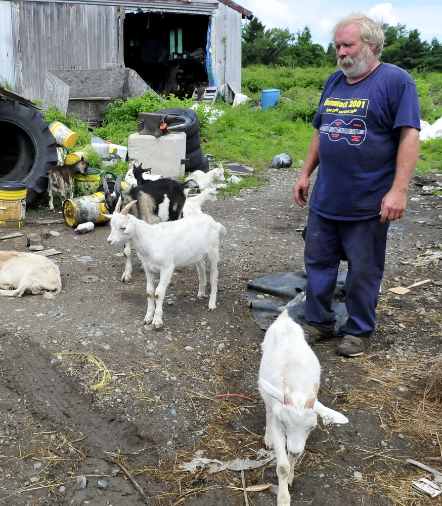Farmer Mark Gould and his goats congregate in the yard of his farm in Sidney on Thursday. The goats wandered off the property Wednesday night after two other excursions.