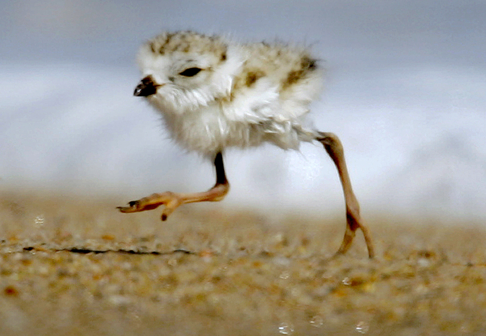 A two-day-old piping plover runs along a beach ahead of waves lapping on the shore in the Quonochontaug Conservation Area in Westerly, R.I.