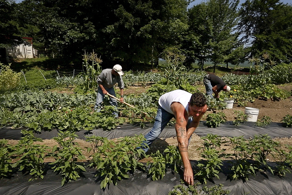 Carl Littlefield, center, weeds tomato and pepper plants at Angers Farm in West Newfield on July 19. Littlefield says of his farm experience, "It’s one of my biggest gifts that I got, being able to do things for other people. ... I’ll never forget this place, ever, in my life.”
