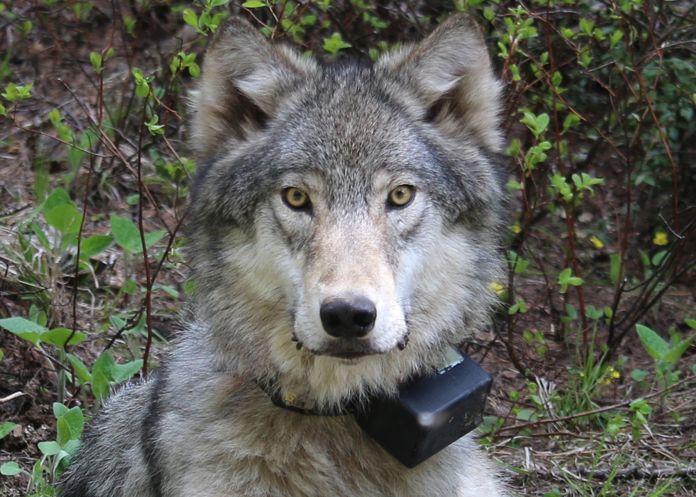 A 72-pound female wolf looks ahead after being radio-collared in June. John Glowa and Meredith Kellogg of the Maine Wolf Coalition will speak about Maine wolf population recovery efforts at noon Tuesday at Merryspring Nature Center in Camden.