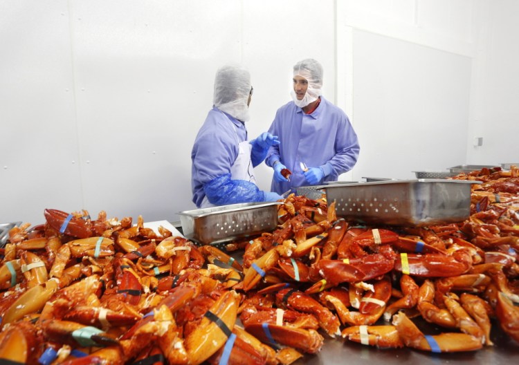Luke Holden, right, processes cooked Maine lobsters at his Cape Seafood in Saco. He also owns 13 Luke’s Lobster restaurants, with locations in New York, Washington, D.C., and Philadelphia.