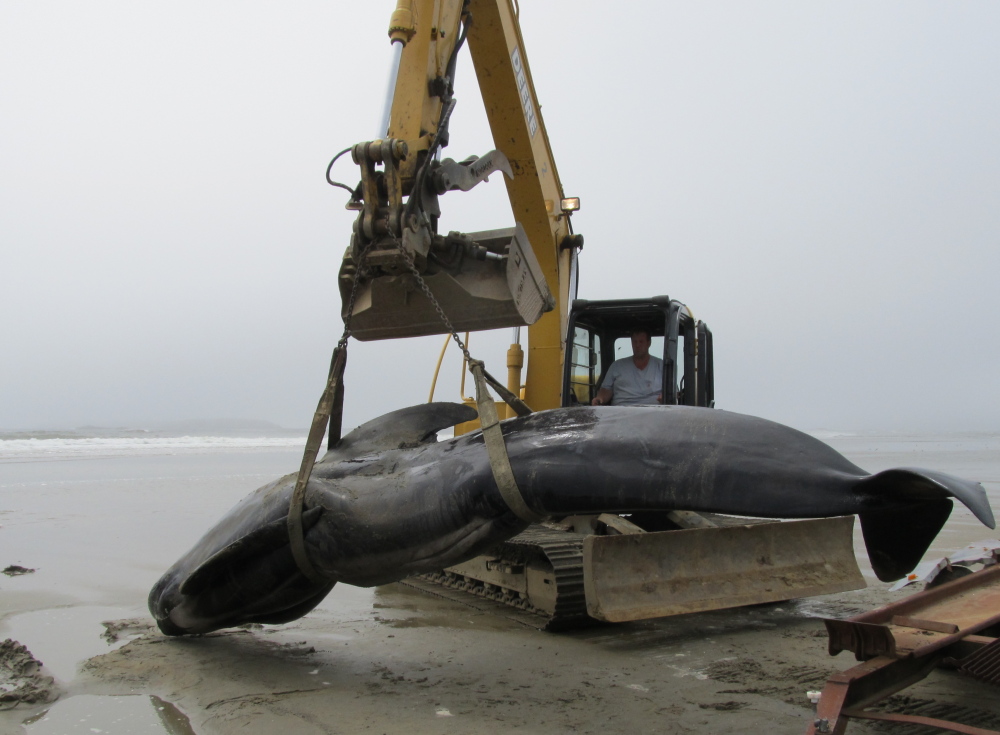 The body of this 19-foot-long pilot whale washed ashore at Popham Beach State Park, attracting hundreds of onlookers Wednesday at one of Maine’s busiest summer destinations. A necropsy is planned to determine how the animal died.