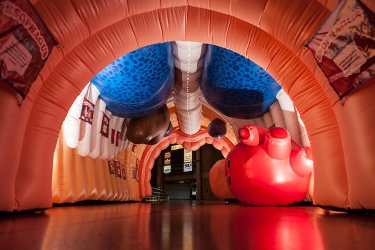 A detail of the lwalk-through Mega Body, which is  about 12 feet high by 15 feet wide by 50 feet long, shows the location and relative size of the human body's organs. Medical Inflatables photo