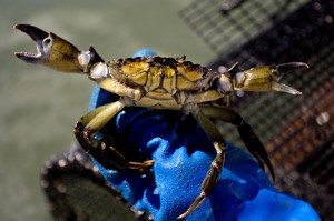 A green crab is held by Coffin as he scours the Harraseeket River in search of the invasive species. 