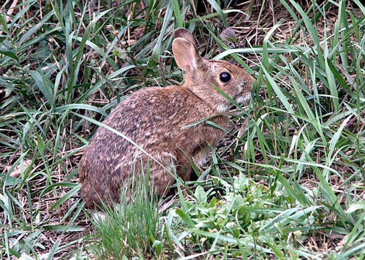 This undated file photo provided by U.S. Fish and Wildlife Service shows a New England cottontail rabbit. DNA analysis of the endangered New England cottontail shows that power line rights of way, railroad edges and roadsides may help support their diminishing habitat. The small, brown rabbit has been declining in the region for decades.