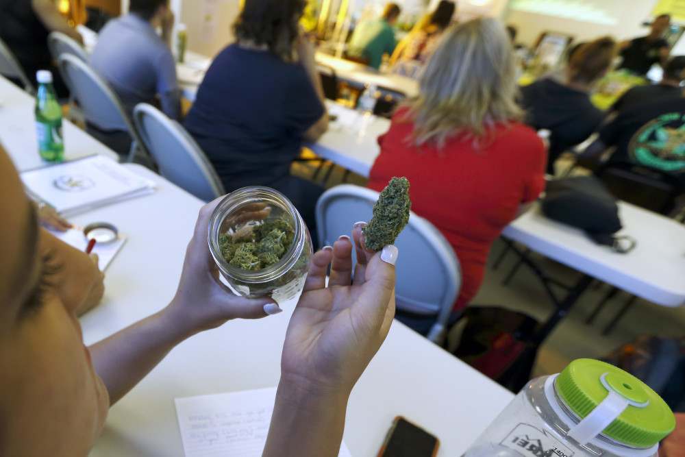 A student examines a sample of the cannabis strain "granddaddy purple" during a cooking class at the New England Grass Roots Institute in Quincy, Mass.