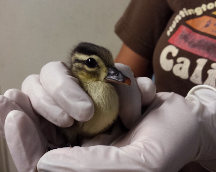 A staff member at the York Wildlife Center holds the only wood duckling that survived after its mother and siblings were hit  by a car in New Hampshire. "He's quite an active little guy," a staff member says.

York Wildlife Center photo