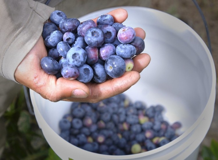 Fresh blueberries from Spiller Farm in Wells. 