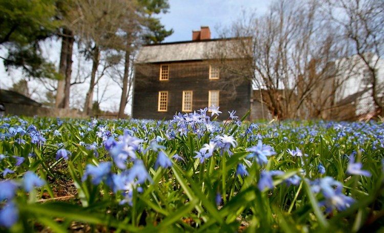 Scilla bloom in spring behind the Tate House in Portland. The gardens at the house, now a museum, were re-created using information from an architectural dig and from historical records.
