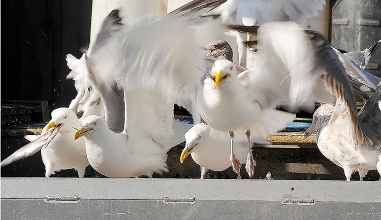 Flocks of gulls invade the bait washing machine to steal herring at the Dropping Springs Bait Company on the Portland Pier. Gordon Chibroski/Staff Photographer