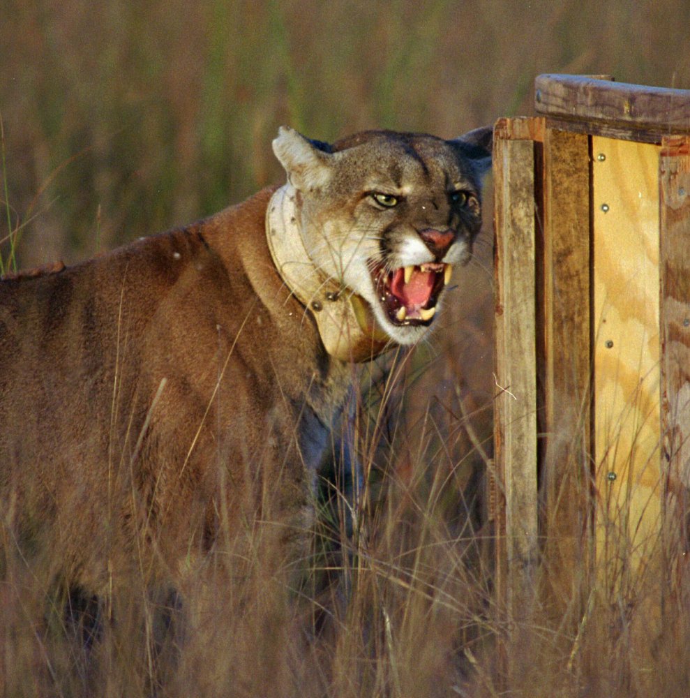 An adult male Florida panther growls as he leaves his shipping container to enter his new home at Big Cypress National Preserve, Fla., as part of a restoration project to increase their numbers.