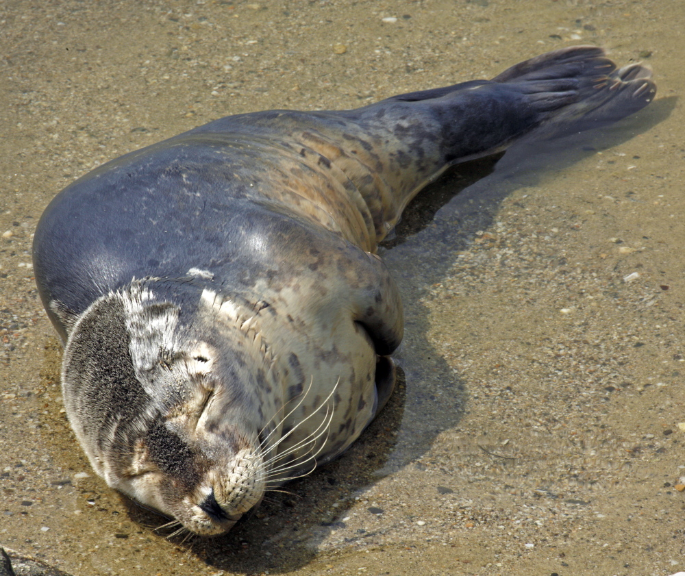 A stranded harbor seal pup rests on the sand Tuesday in Portland’s Back Cove. The animal had to be euthanized because of a respiratory issue.