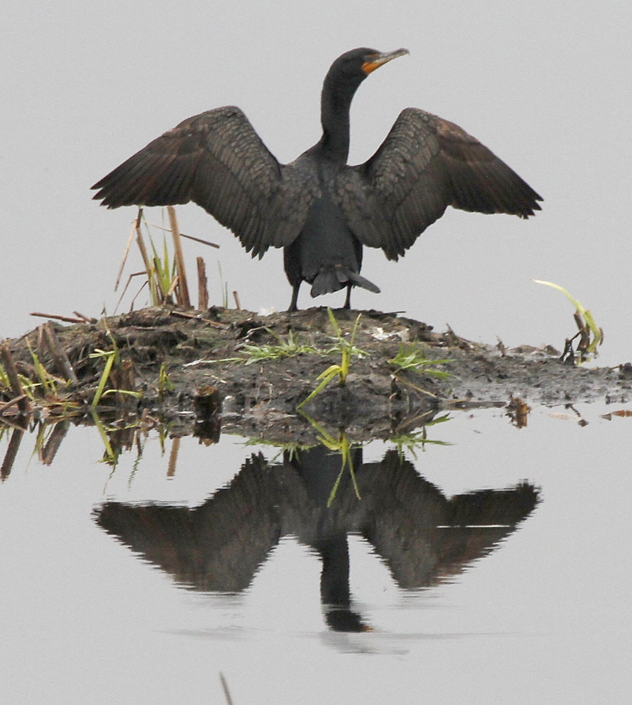 FILE - In this Tuesday, May 17, 2011, file photo, a cormorant dries its wings on  in Calais, Vt. Officials from the U.S. Fish and Wildlife Service and the states of Vermont and New York are working to reduce the population of a non-native sea bird species that has been overwhelming some Lake Champlain islands for decades. Biologists from the Vermont Fish and Wildlife Department will be working this summer to remove excessive double crested cormorants from islands in the lake as a way to protect nesting habitat for other bird species such as herons, egrets and terns.(AP Photo/Toby Talbot, File)
