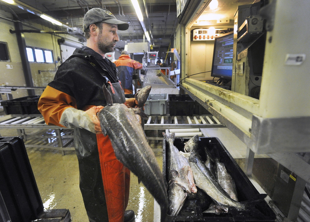 2014 Press Herald File Photo/ John Ewing
Cod is loaded into totes at the Portland Fish Exchange on Commercial Street in Portland in March.