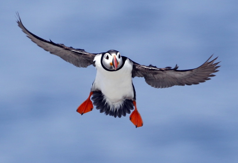 An Atlantic puffin comes in for a landing on Eastern Egg Rock, one of three small islands off the Maine coast where puffins nest. Researchers suspect that as herring and hake have sought colder waters, many puffin young are starving to death. The Associated Press