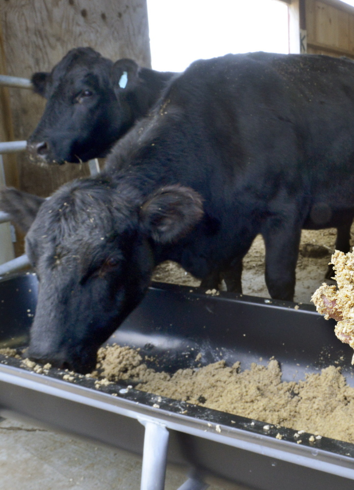 Steers at Norman Justice’s Gorham cattle farm feed on spent grain obtained from the Allagash Brewery in Portland.