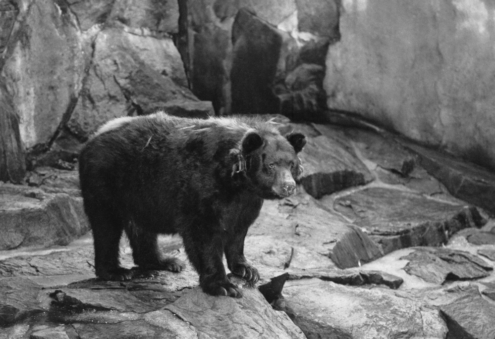 The original Smokey Bear is shown in the National Zoo in Washington, D.C. He died in 1976 and was returned to Capitan, N.M., where he was found as a cub with burned paws in 1950.