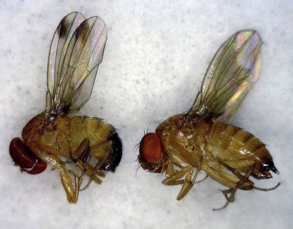 This photo from the University of Maine Cooperative Extension shows spotted-wing drosophila. The invasive fruit fly wiped out 80 percent of some farms’ late-season fruit in 2012.