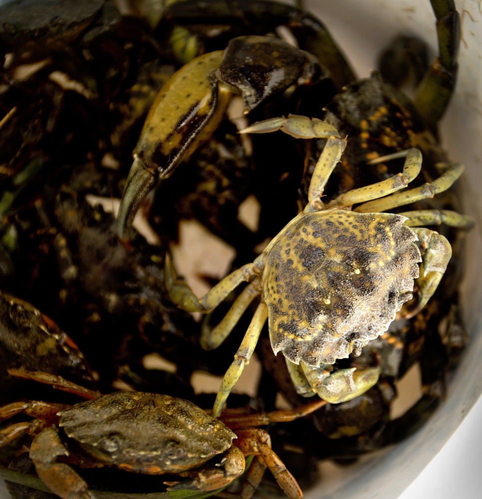Green crabs sit in a bucket after being hauled in on the Harraseeket River in Freeport. The invasive species preys on bivalves such as softshell clams, which are Maine’s third most lucrative fishery.
