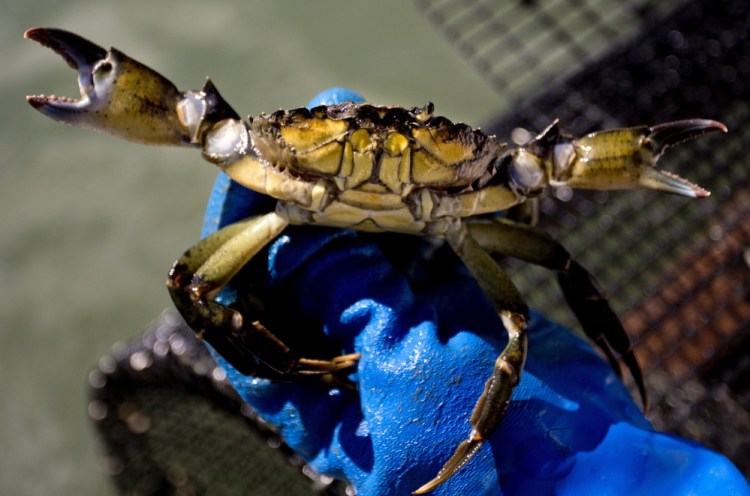 Commercial fishermen no longer need a special license to harvest and sell green crabs and lobstermen can keep them as bycatch.