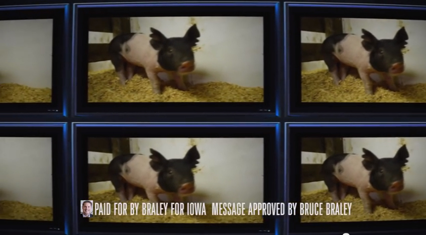 This frame grab image from video shows a portion of a campaign ad for Iowa Democratic Senate candidate, Rep. Bruce Braley, D-Iowa. It’s a jungle out there in political television advertising, what with parrots, chicks, dogs and pigs taking turns in commercials that bite and scratch in a way no nonpartisan pet ever would.