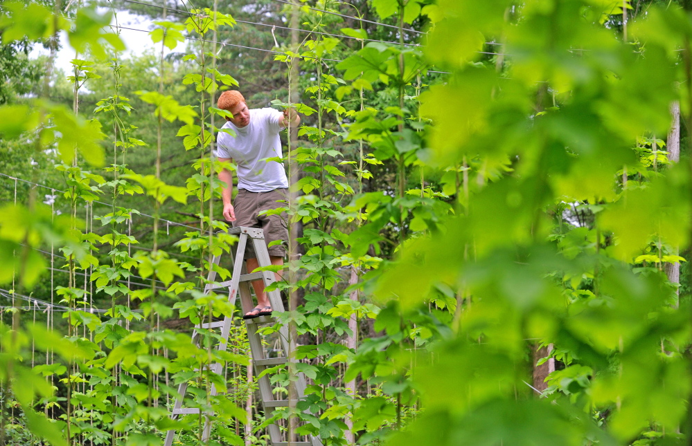 Russell Prime, owner of Prime Hops, stands among his Chinook variety hops at his farm in Bnton. Prime, a home brewer and employee of Johnny Select Seeds, is in his third year of growing hops in Maine. Staff photo by Michael G. Seamans/Morning Sentinel