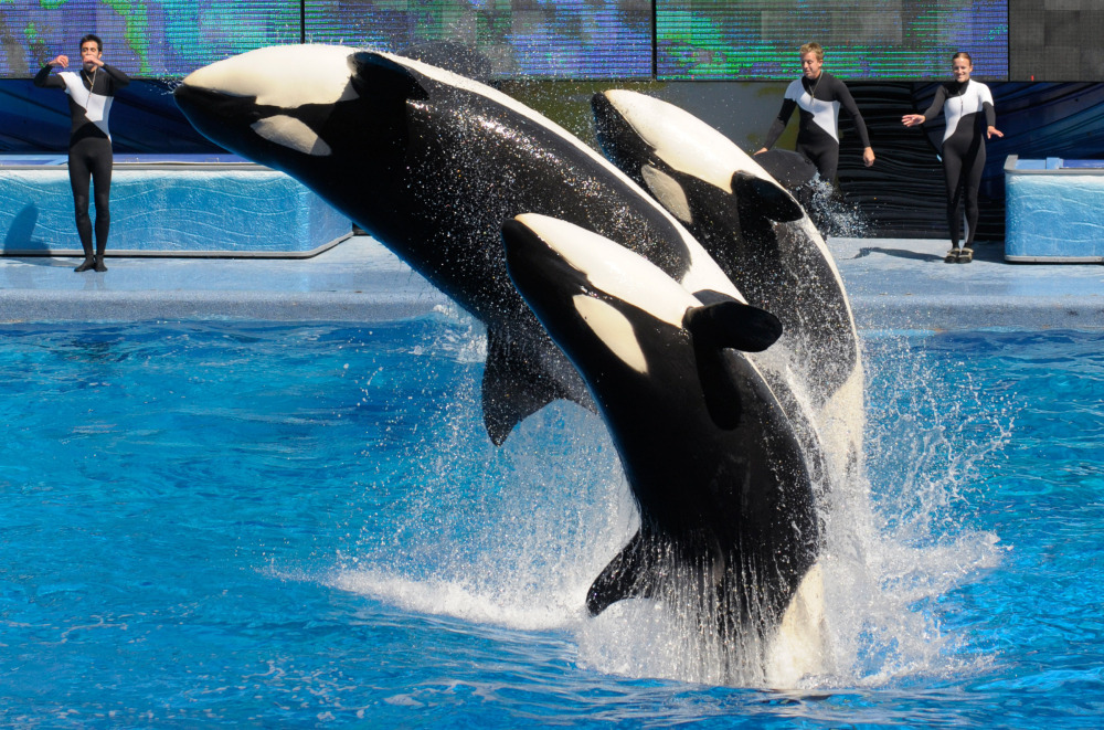 SeaWorld says it will end theatrical shows like this one at SeaWorld's Shamu Stadium in Orlando.