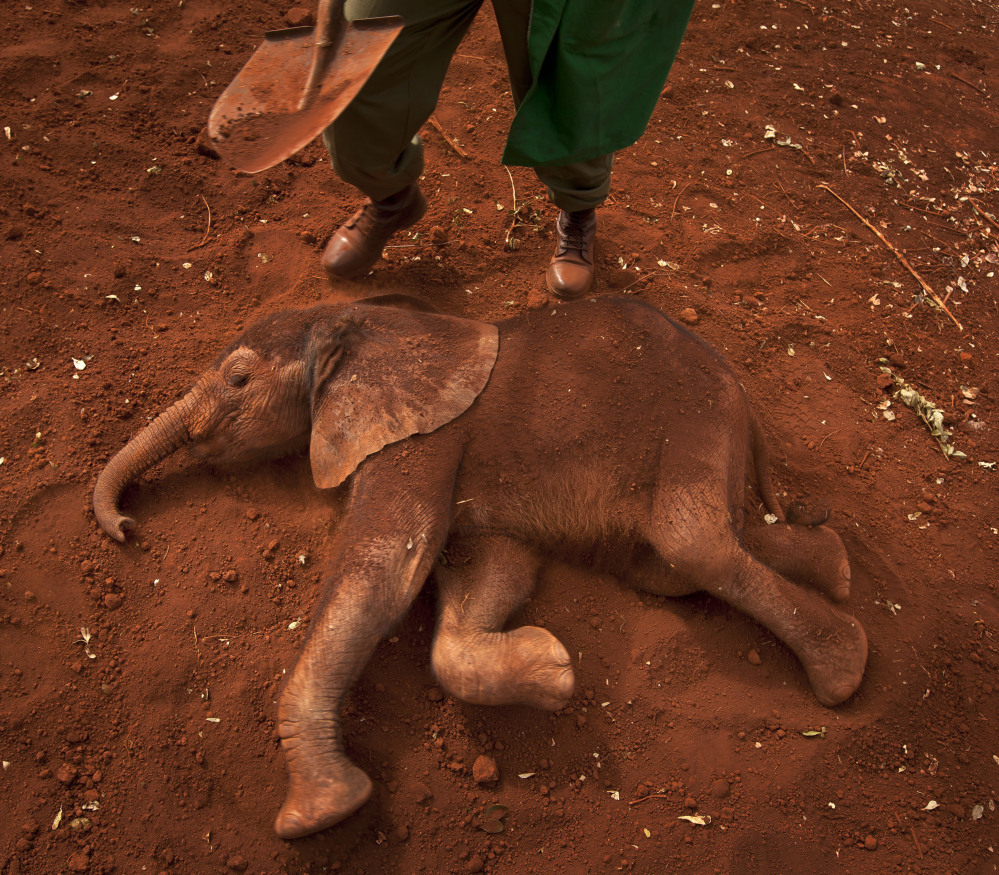 An orphaned baby elephant gets a dust bath at an elephant orphanage in Nairobi, Kenya. Researchers say increased demand for ivory has motivated poachers, and that increased killings could threaten the species.