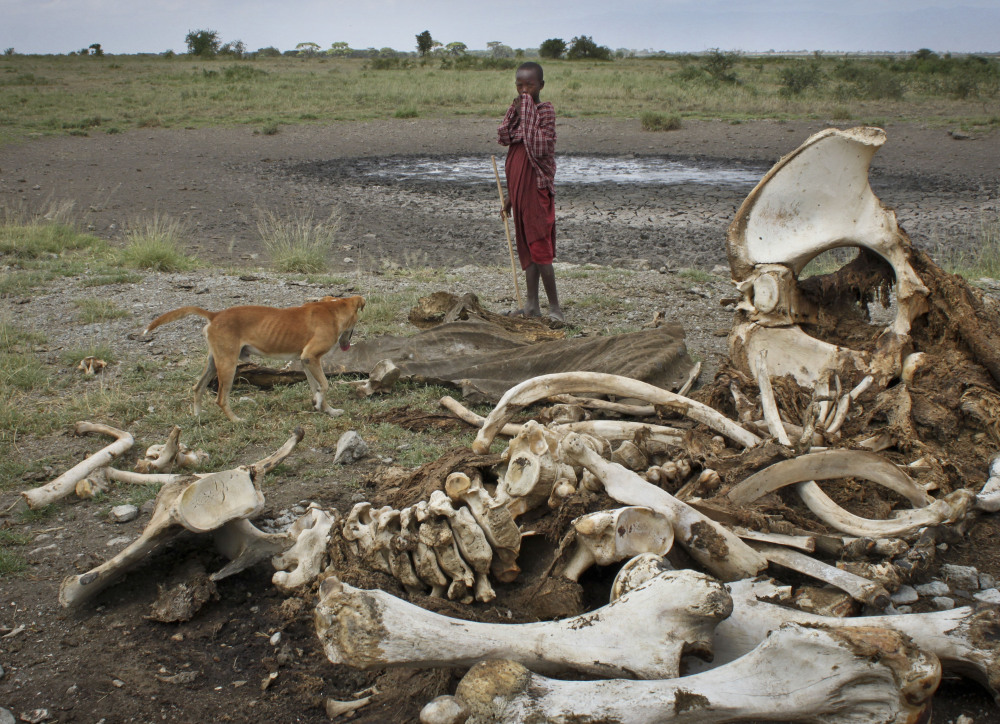 A Maasai youth and his dog stand near the skeleton of an African elephant killed by poachers outside of Arusha, Tanzania. A new study revealed a dramatic increase in the number of elephants being killed illegally in the last several years.