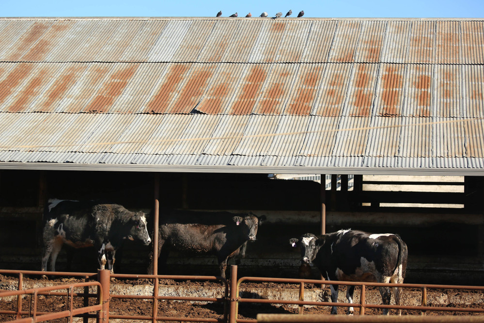 In this Jan. 13 photo, cows are shown at the Rancho Veal slaughterhouse in Petaluma, Calif. A federal grand jury has indicted four officials of the company at the center of a massive beef recall, alleging they slaughtered cows with cancer while inspectors were on their lunch breaks.