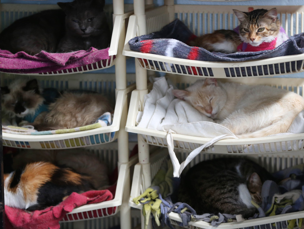 Sick cats rest in the hospice for felines suffering from leukemia at the home of Maria Torero in Lima, Peru. She estimates she spends about $1,785 a month to care for them.