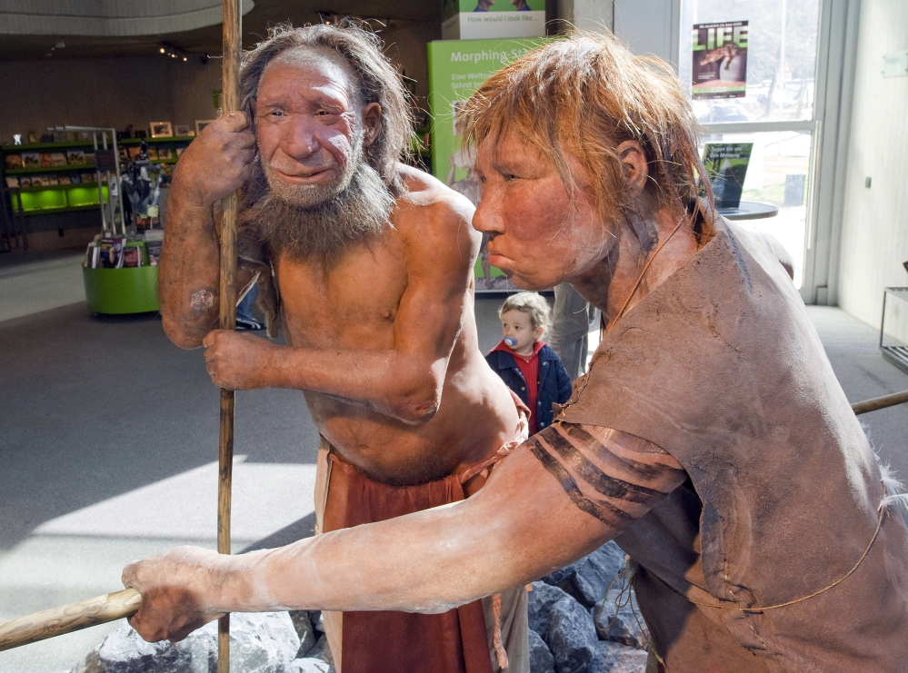 Models of a Neanderthal man, left, and a homo neanderthalensis woman are displayed at the Neanderthal museum in Mettmann, Germany. Researchers say a “robust” timeline suggests that Neanderthals and humans coexisted in Europe for about 5,000 years, allowing ample time for the two species to meet and mix.