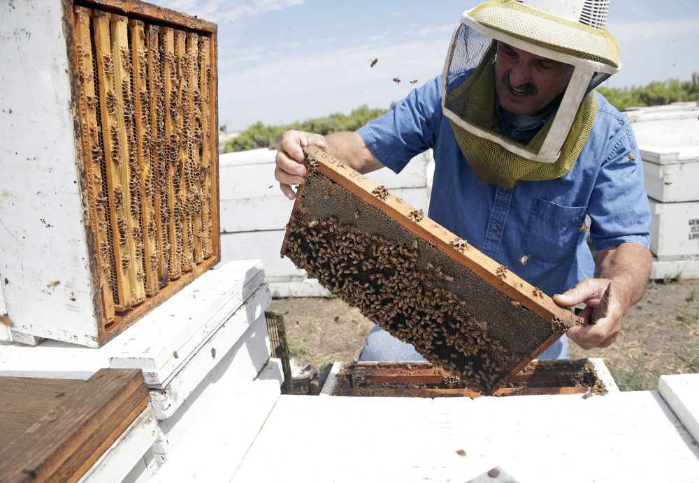Gene Brandi inspects one of his beehives in Los Banos, Calif. A three-year drought has left hillsides barren and forced farmers to tear out orchards and leave fields fallow.