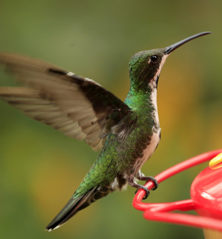 Research on hummingbirds found they much preferred nectar over simple water.
