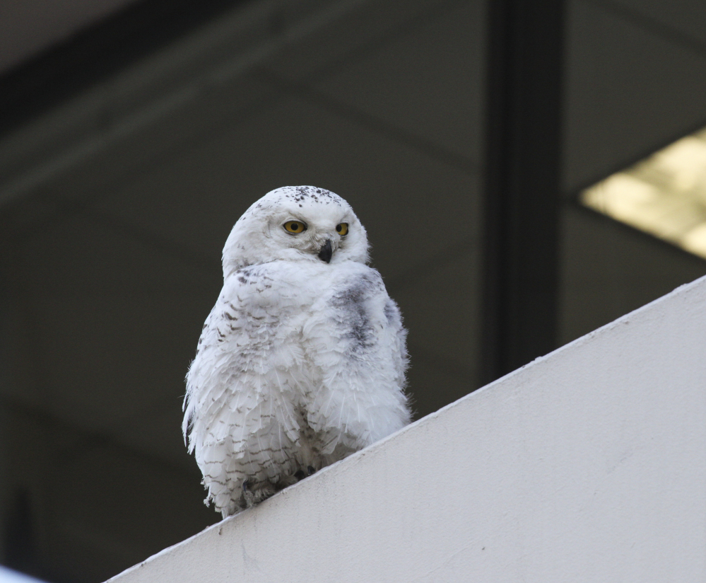 A snowy owl perches outside The Washington Post headquarters in Washington in January.