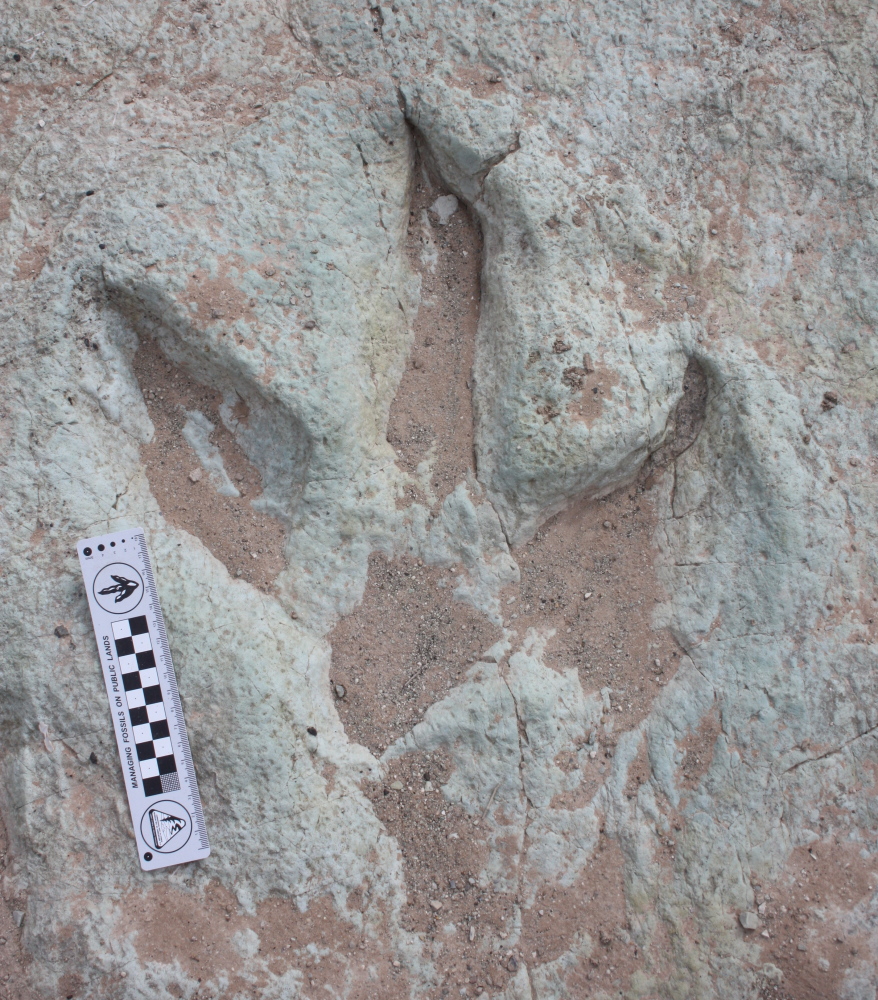 A track from a theropod, a large, three-toed, meat-eating dinosaur.