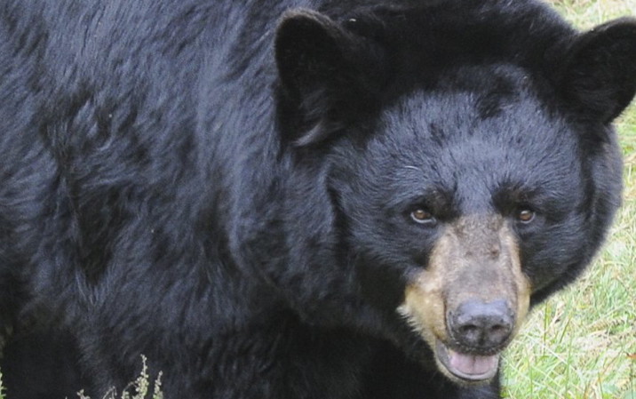 Maine's bear hunt starts Monday.