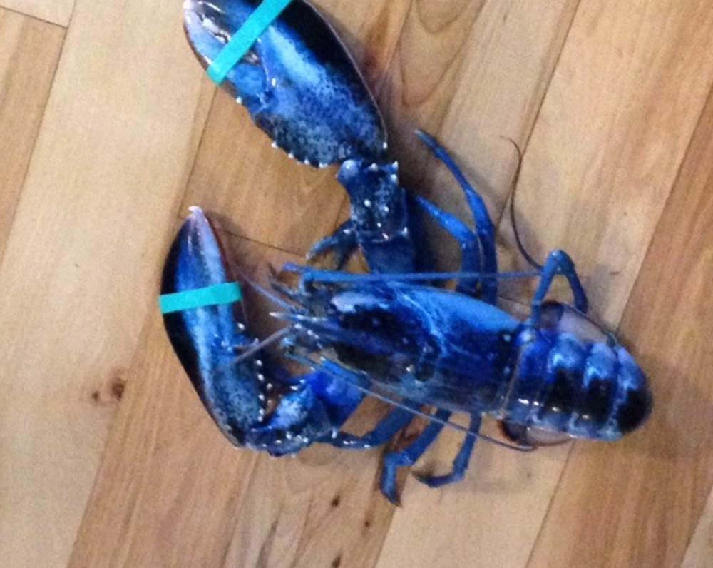 Only about 1 in 2 million lobsters is blue –  like this one hauled in off Pine Point in Scarborough – according to the Lobster Institute at the University of Maine.
