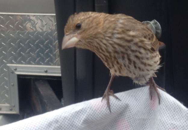 Millard – or is it Millie? – still had fragments of eggshell on its head when it first appeared to workers at a Habitat for Humanity construction site in Freeport on Aug. 15. According to a Habitat spokeswoman, the fledgling is named after the organization’s founder, Millard Fuller.