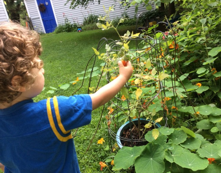 Plucking a sweet, sun-warmed tomato from the vine is a big part of the fruit’s appeal to a 3-year-old boy.