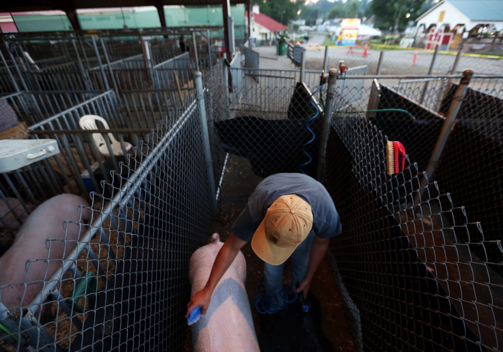 Tristan Morgan, 15, washes a Yorkshire pig before the purebred swine competition at the West Virginia State Fair. In the days of small-scale agriculture, the most skilled kid could win. These days, those with disposable income have an edge.