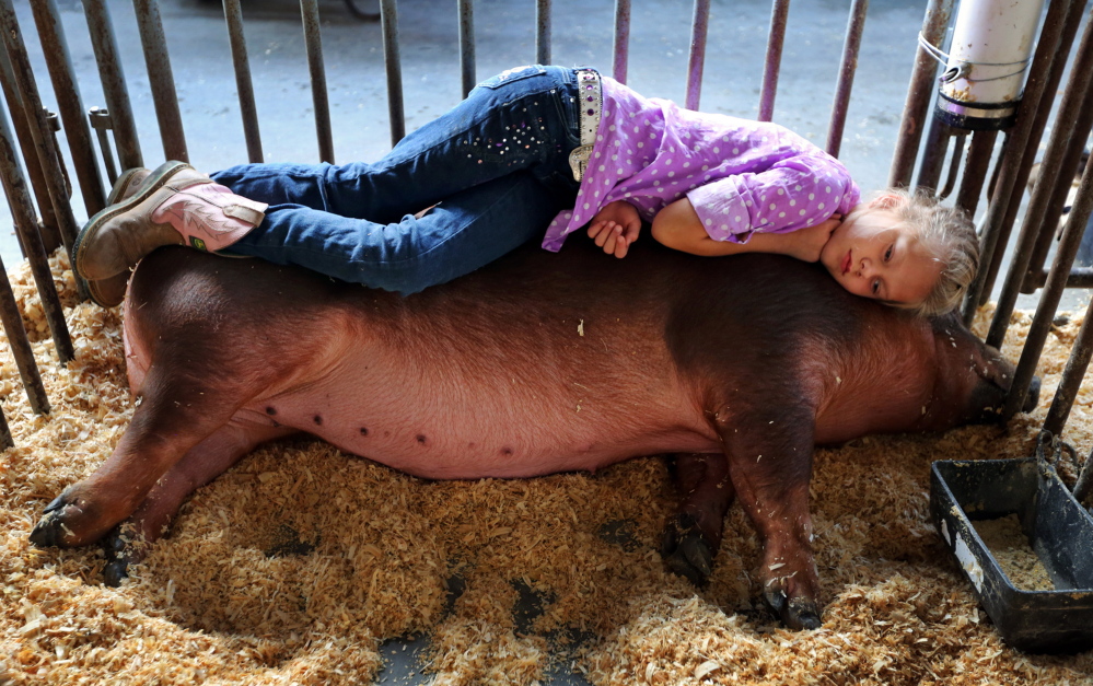 Layla Pence, 8, rests on her pig, Miss May, before showing her at the West Virginia State Fair.