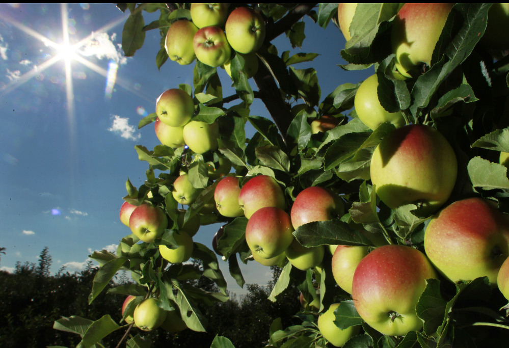 Apples begin to ripen at Carter Hill Orchard in Concord, N.H. Northern New England apple growers are expecting a decent crop but not as good as last year’s bumper yield.